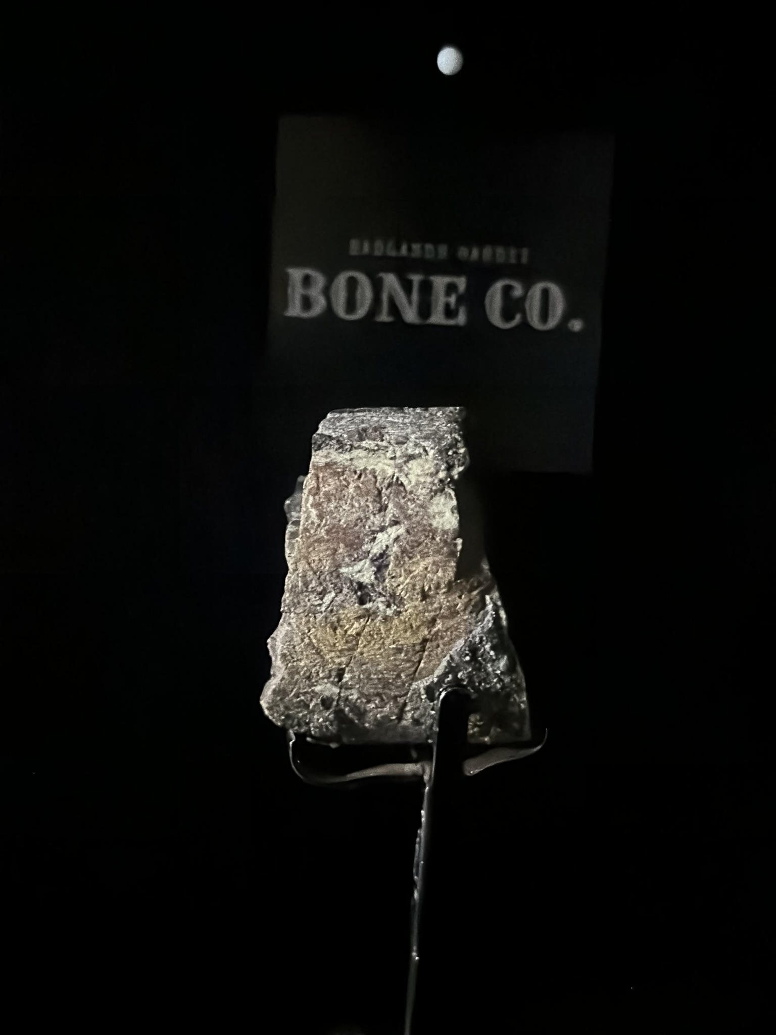 Camarasaurus Rib Section