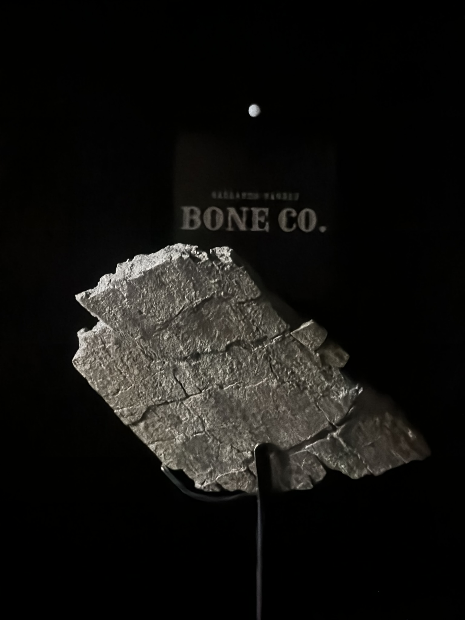 Camarasaurus rib section (alternate angle)