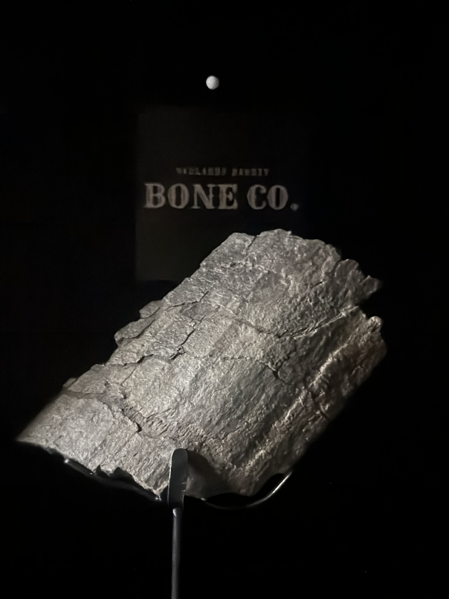 Camarasaurus Rib Section