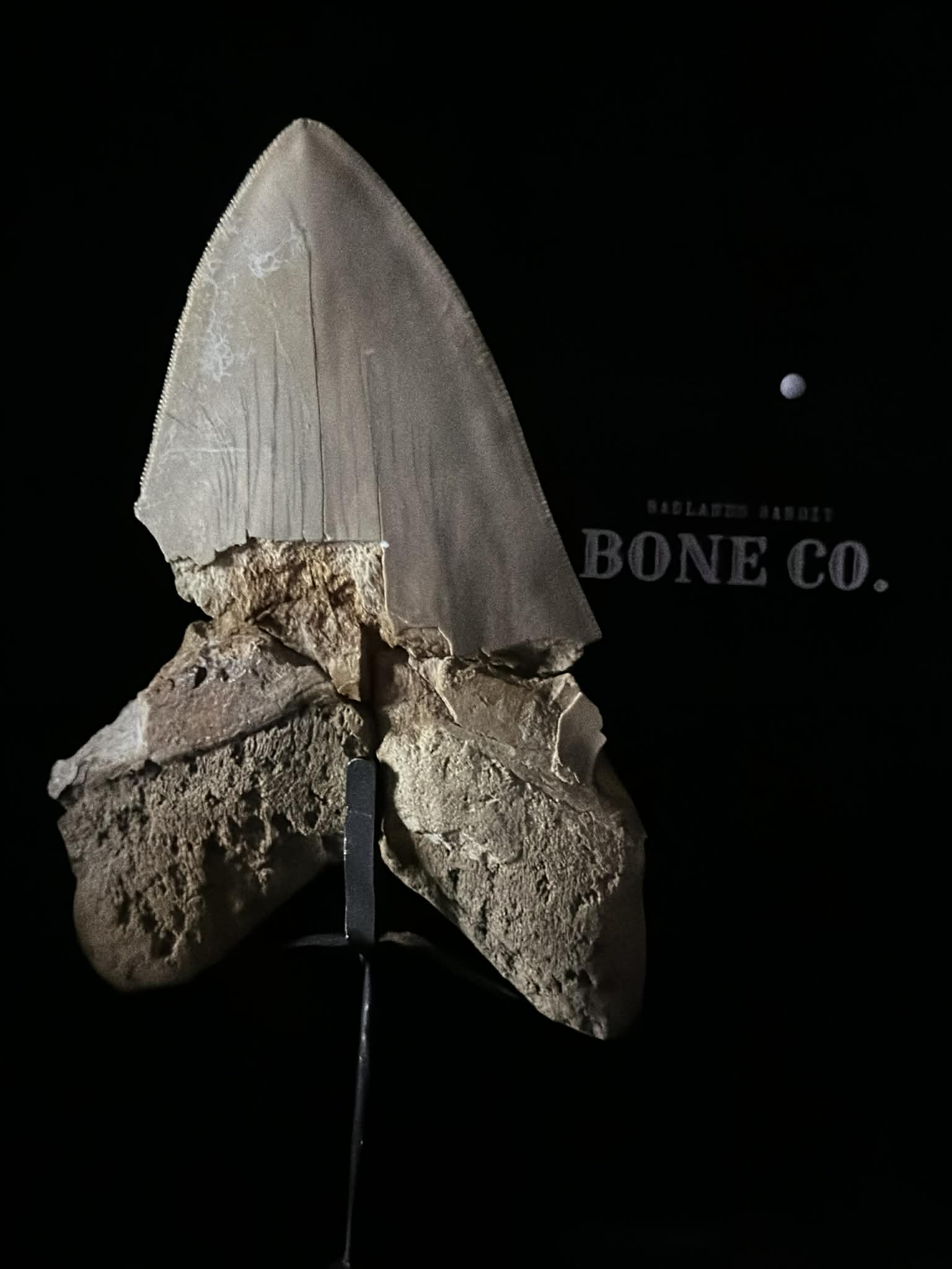 Megalodon tooth fossil (view 2)