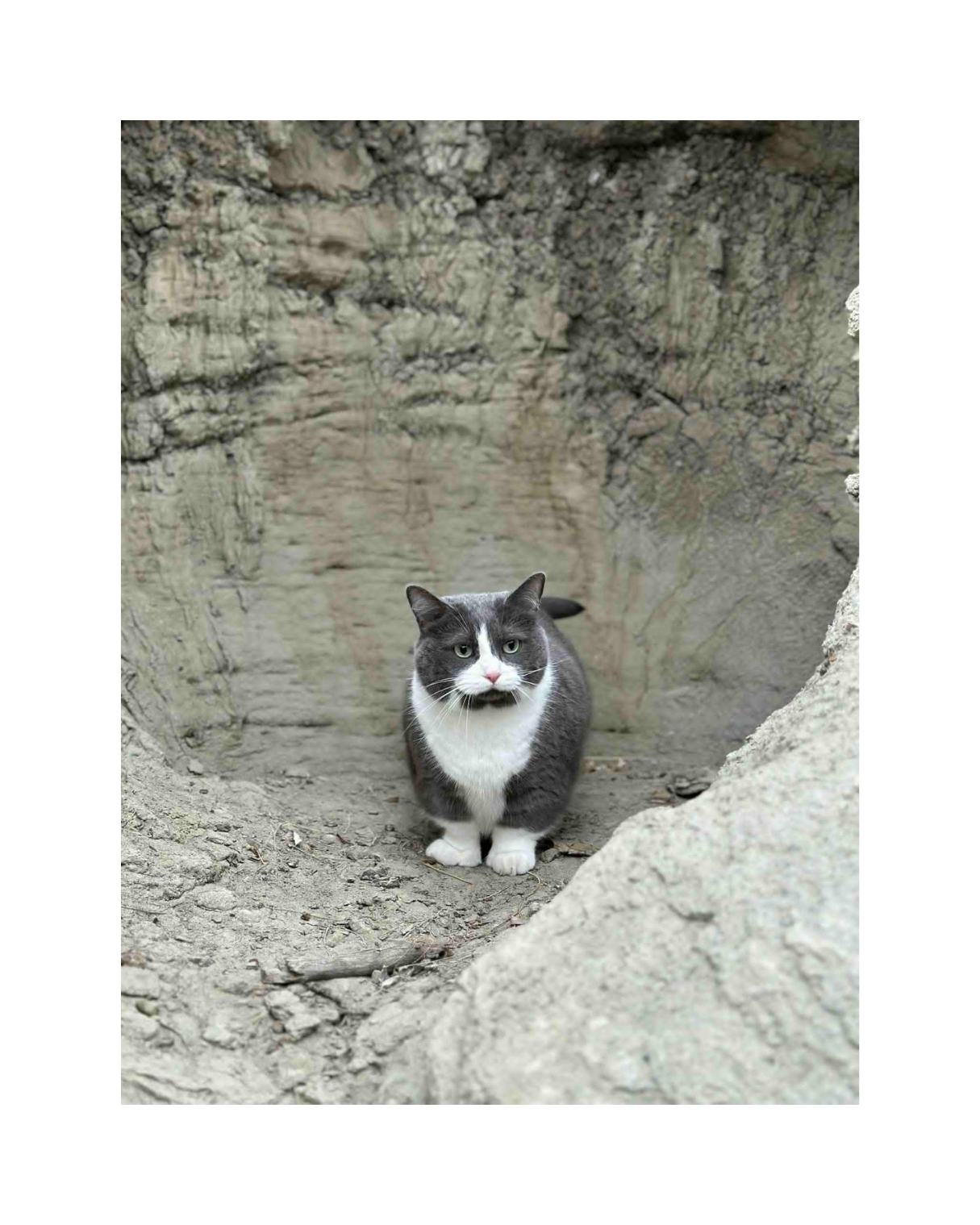 Cat helper in the badlands