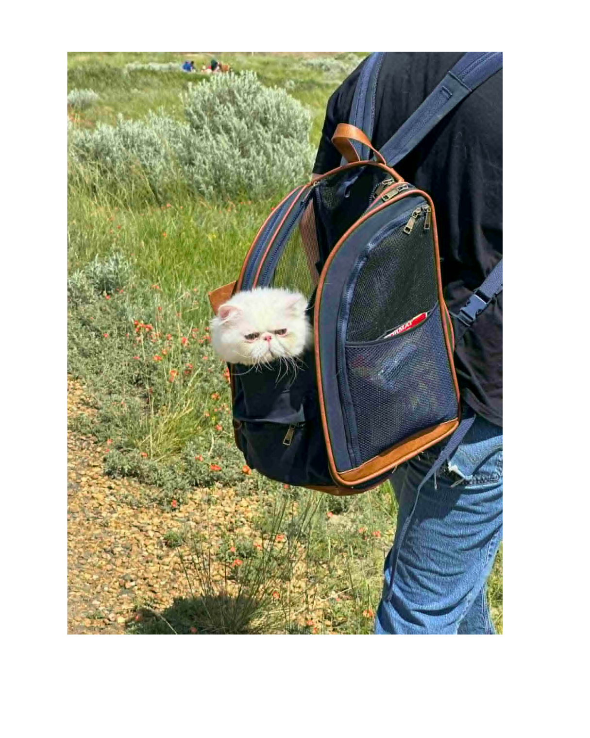 Cat helper riding in backpack