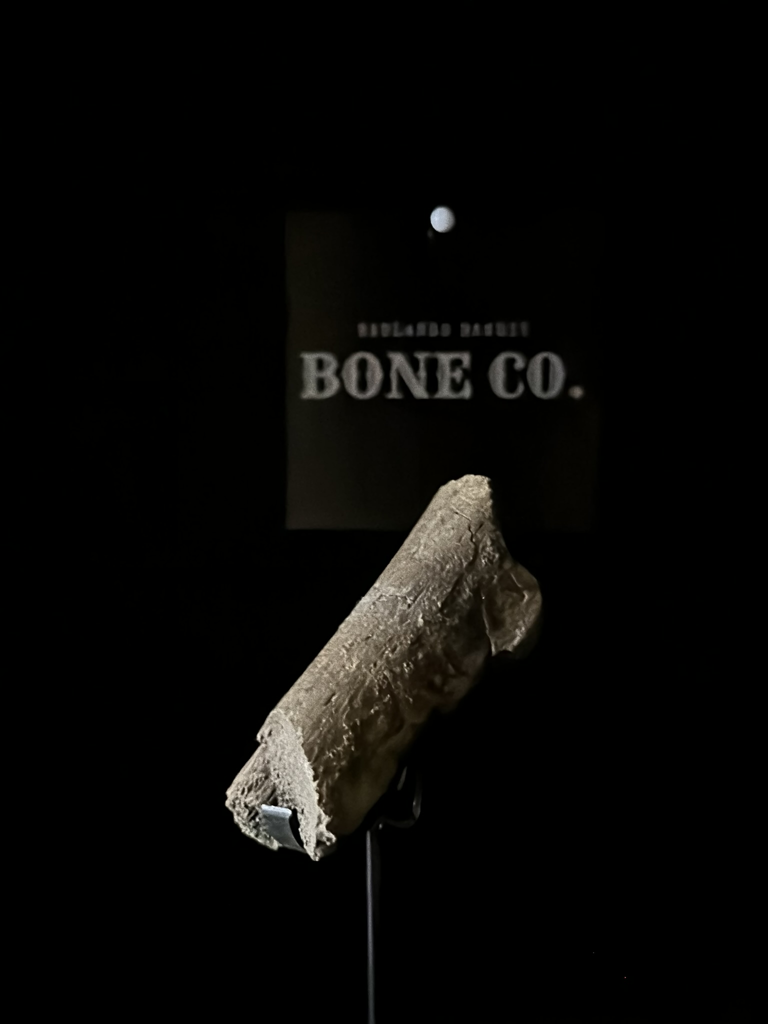 Triceratops Limb Section