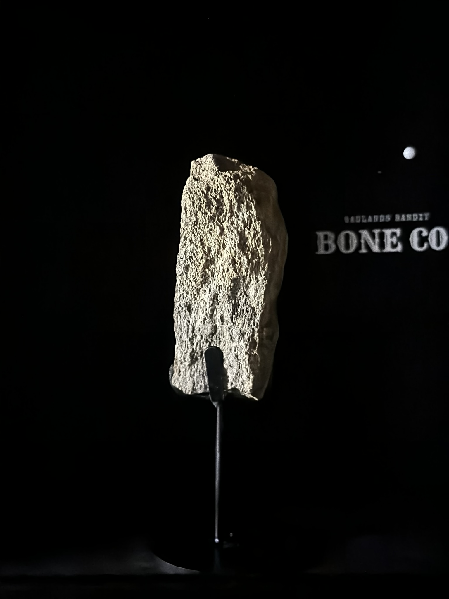 Triceratops frill fossil (view 2)