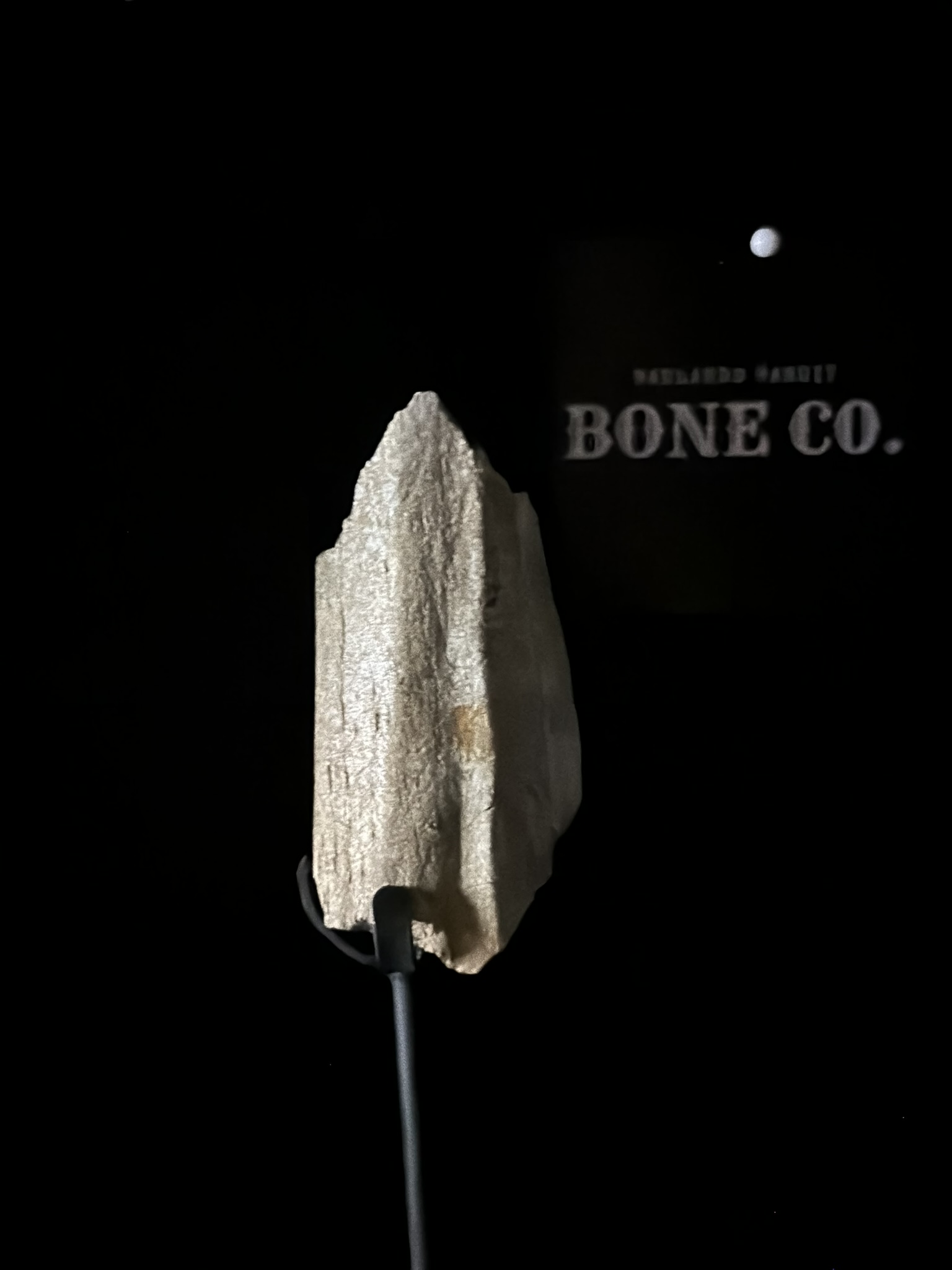 Triceratops Rib Section