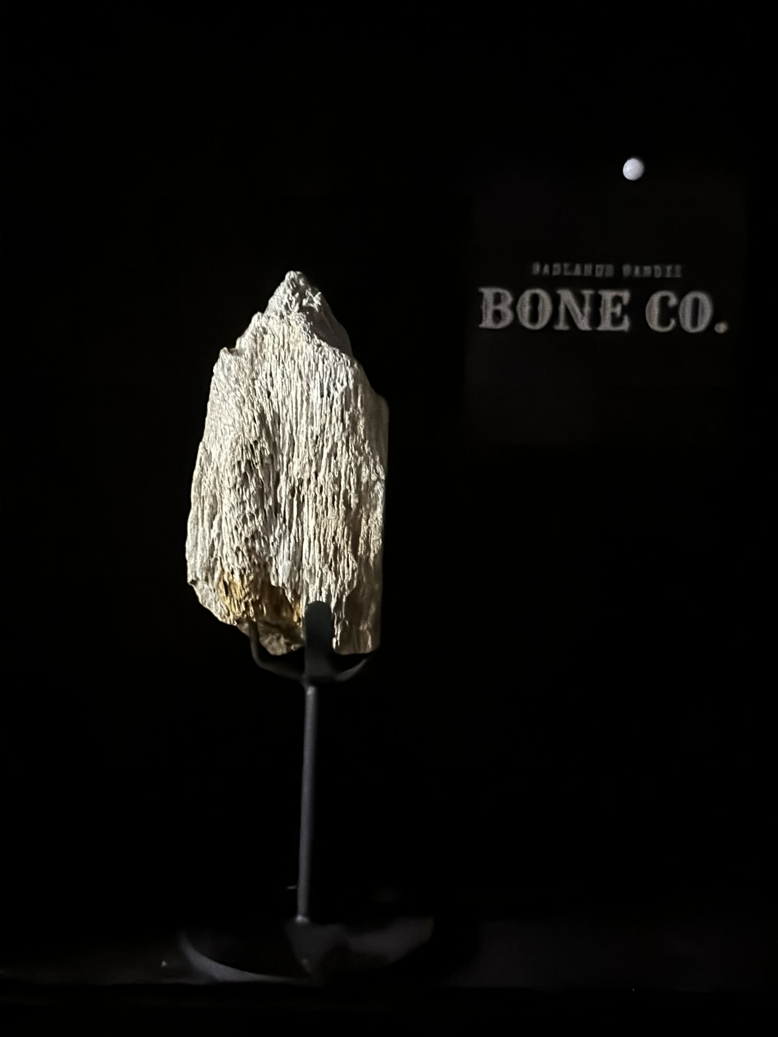 Triceratops rib fossil (view 2)