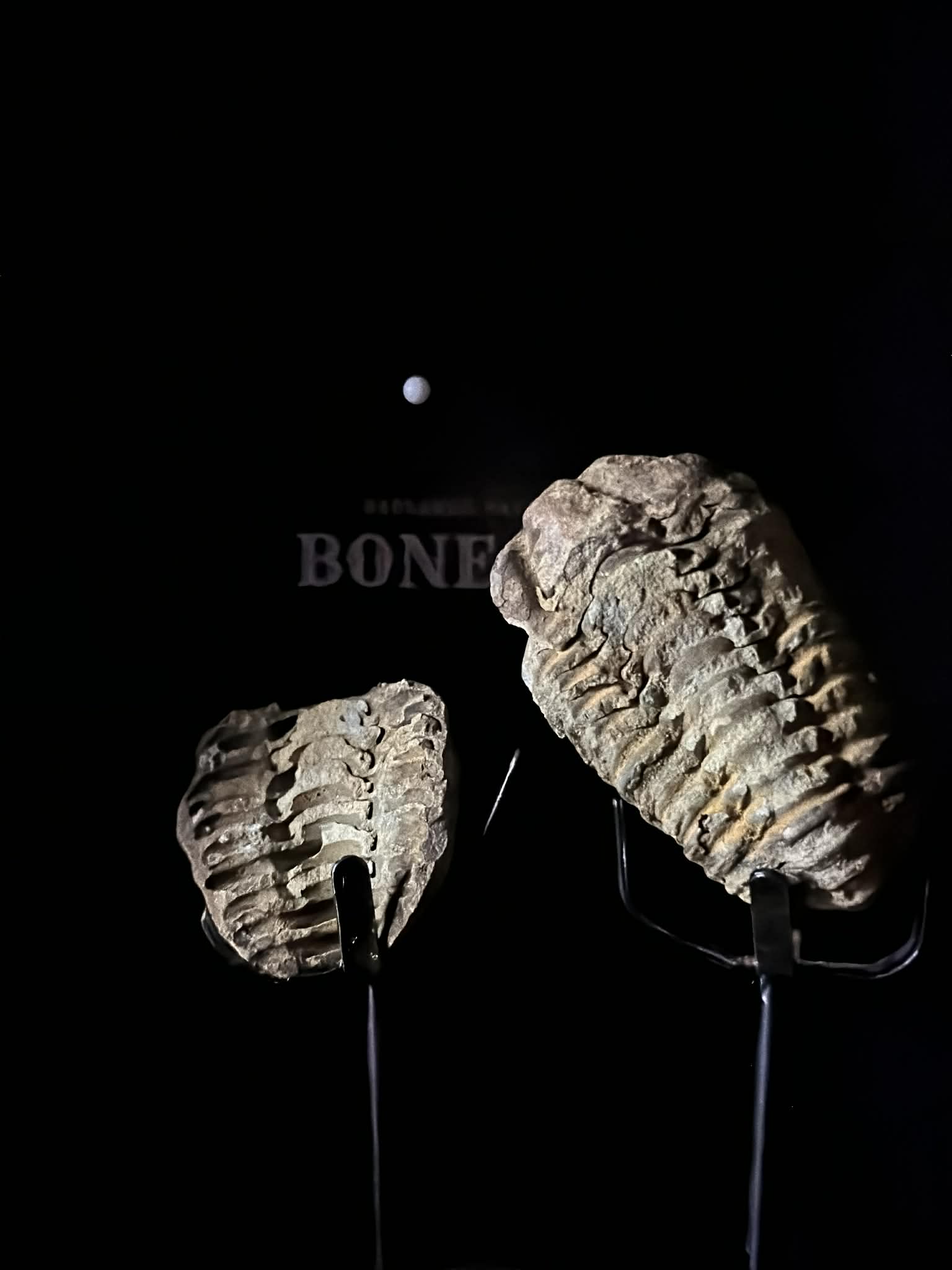 Trilobite Fossil